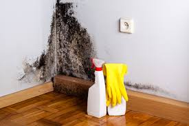 Best Basement Mold Removal  in Independence, LA